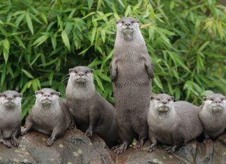 Adorable Animals That Mate for Life and Will Melt Your Heart