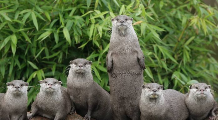 Adorable Animals That Mate for Life and Will Melt Your Heart