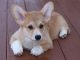 Adorable Mutts That Will Melt Your Heart and Brighten Your Day