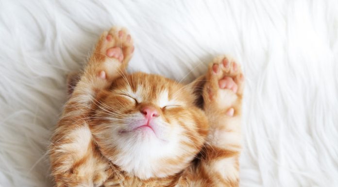 Adorable Photos of Animals Sleeping That Will Melt Your Heart
