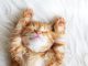 Adorable Photos of Animals Sleeping That Will Melt Your Heart