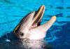 Are Dolphins Dangerous? Surprising Facts That Prove They Can Be