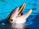 Are Dolphins Dangerous? Surprising Facts That Prove They Can Be