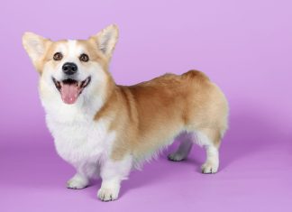 Corgi Facts That Make Them the Best Pets Ever