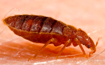 Creepy Bugs That Are Most Likely to Bite You While You Sleep