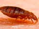 Creepy Bugs That Are Most Likely to Bite You While You Sleep