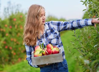Cute Apple Picking Instagram Captions and Quotes for Fall