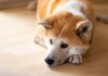Discover Breeds of Non-Barking Dogs That Will Bring Peace to Your Home