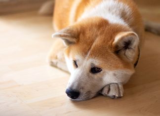 Discover Breeds of Non-Barking Dogs That Will Bring Peace to Your Home