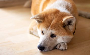Discover Breeds of Non-Barking Dogs That Will Bring Peace to Your Home