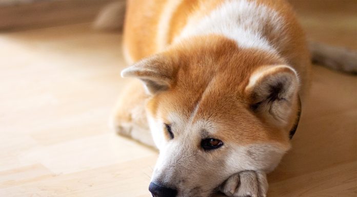 Discover Breeds of Non-Barking Dogs That Will Bring Peace to Your Home