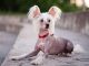 Dogs So Ugly They’re Actually Adorable