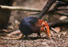 Endangered Species: The Rarest Animals on Earth