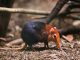 Endangered Species: The Rarest Animals on Earth