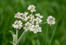 Experts Warn Against Touching These Flowers if Found in Your Yard