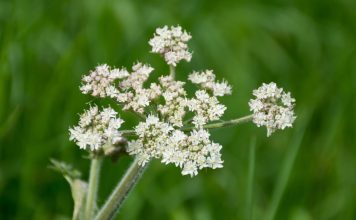 Experts Warn Against Touching These Flowers if Found in Your Yard