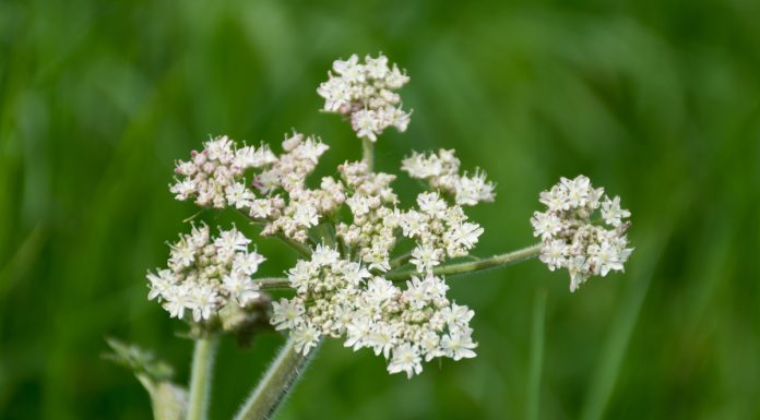 Experts Warn Against Touching These Flowers if Found in Your Yard