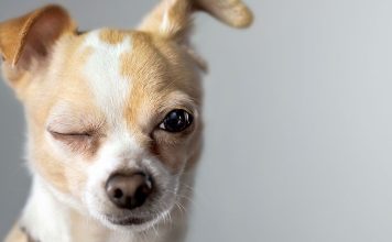 Fascinating Dog Facts That Will Amaze You
