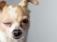 Fascinating Dog Facts That Will Amaze You