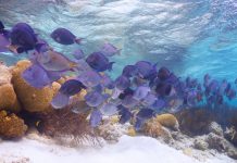 Fascinating Ocean Facts That Will Blow You Out of the Water