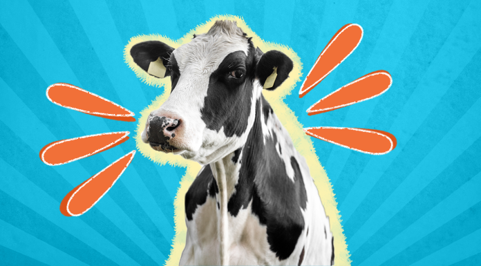 Funny Cow Jokes That Will Make Your Kids Laugh Out Loud