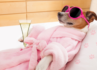 Funny memes featuring dogs that will make you laugh out loud