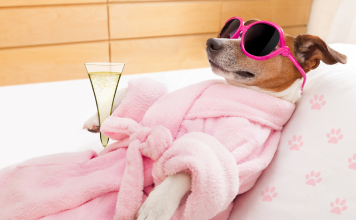 Funny memes featuring dogs that will make you laugh out loud
