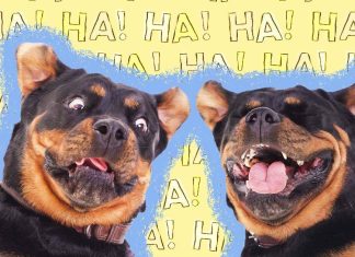Hilarious Dog Puns That Will Make You Bark with Laughter