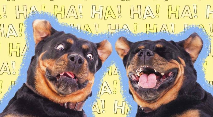 Hilarious Dog Puns That Will Make You Bark with Laughter