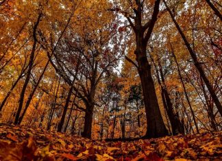 Hilarious Fall Memes for Those Obsessed with Autumn