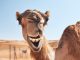 Hilarious Hump Day Memes to Get You Through the Week