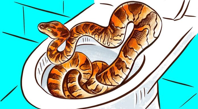 How a snake can enter your home through the toilet
