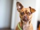 Incredible mixed breed dogs that look too good to be true
