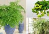 Indoor plants that thrive without sunlight