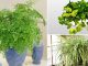 Indoor plants that thrive without sunlight