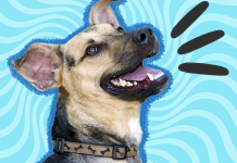 Laugh Out Loud with These Funny Animal Jokes – Best Jokes About Animals