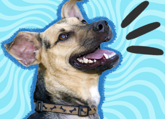 Laugh Out Loud with These Funny Animal Jokes – Best Jokes About Animals