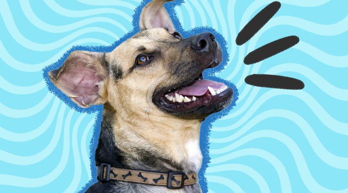 Laugh Out Loud with These Funny Animal Jokes – Best Jokes About Animals