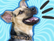 Laugh Out Loud with These Funny Animal Jokes – Best Jokes About Animals