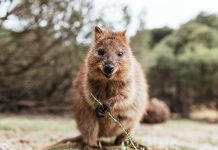 Learn What a Quokka Is and Discover Fascinating Facts About the “Happiest” Creature on Earth