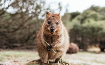 Learn What a Quokka Is and Discover Fascinating Facts About the “Happiest” Creature on Earth