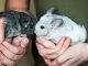 Low-Maintenance Pets: Which Ones are Best for Busy People?