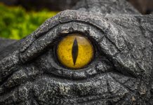 Mind-Blowing Animal Facts That Will Change Your Perspective on the Animal Kingdom