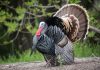 Mind-blowing turkey facts that will surprise you