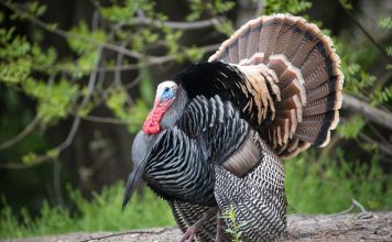 Mind-blowing turkey facts that will surprise you