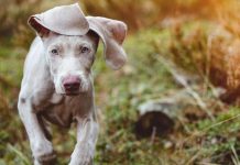 Most beautiful dog breeds, as rated by experts