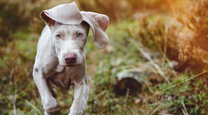 Most beautiful dog breeds, as rated by experts