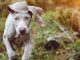 Most beautiful dog breeds, as rated by experts