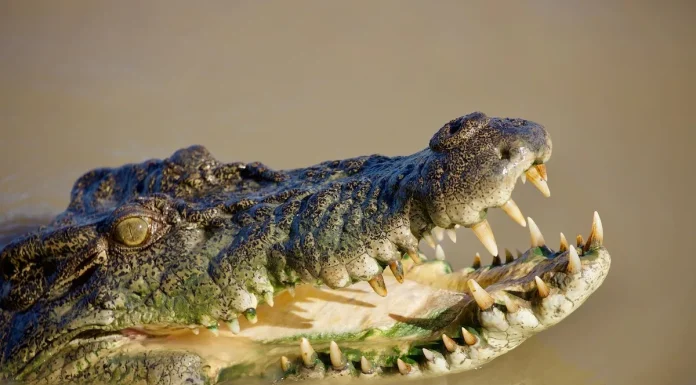 Most dangerous animals you don’t want to encounter