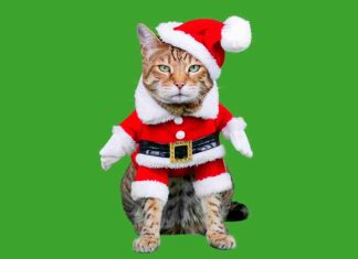 Purrfectly Funny: The Funniest Cat Memes of All Time